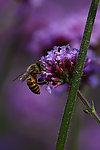 蜜蜂