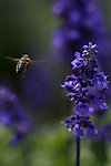 蜜蜂