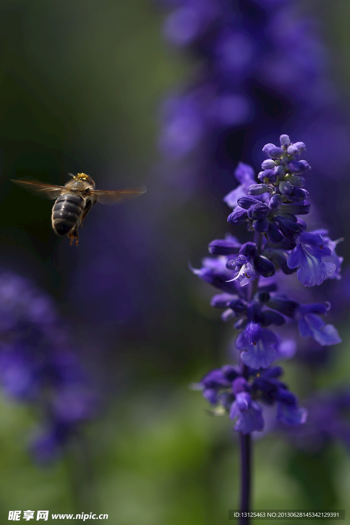 蜜蜂