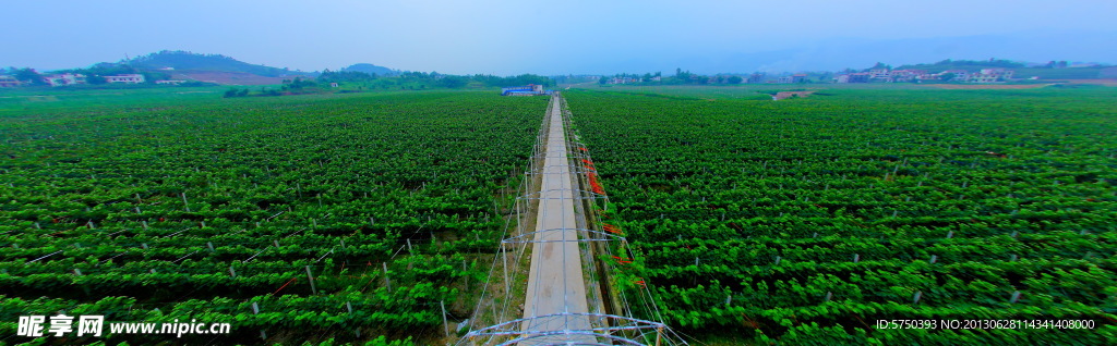 大棚蔬菜基地