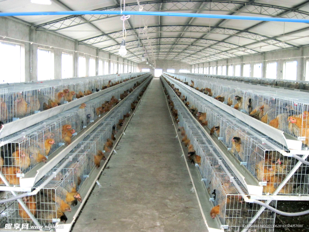 标准化鸡舍 ... 孵化 ，直接上图.... - 赵德峰(肉鸡规模化养殖) 鸡病专业网论坛