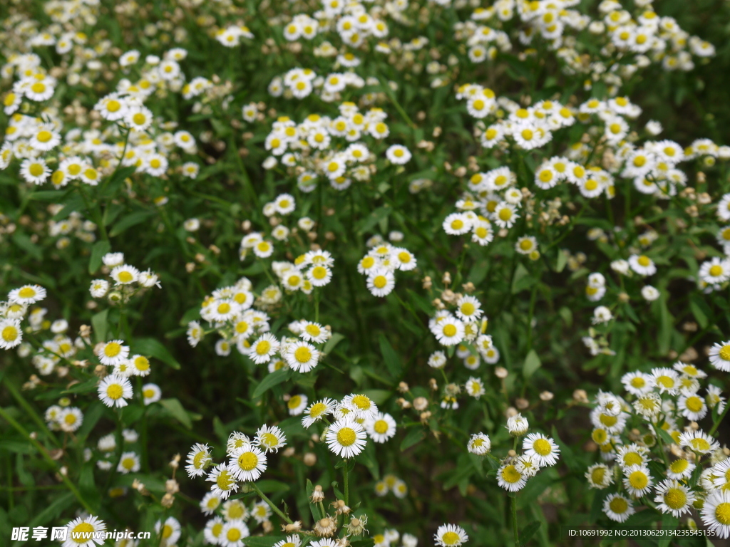山菊花