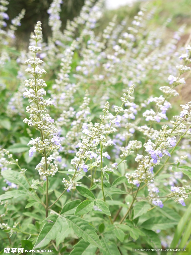 荆子花