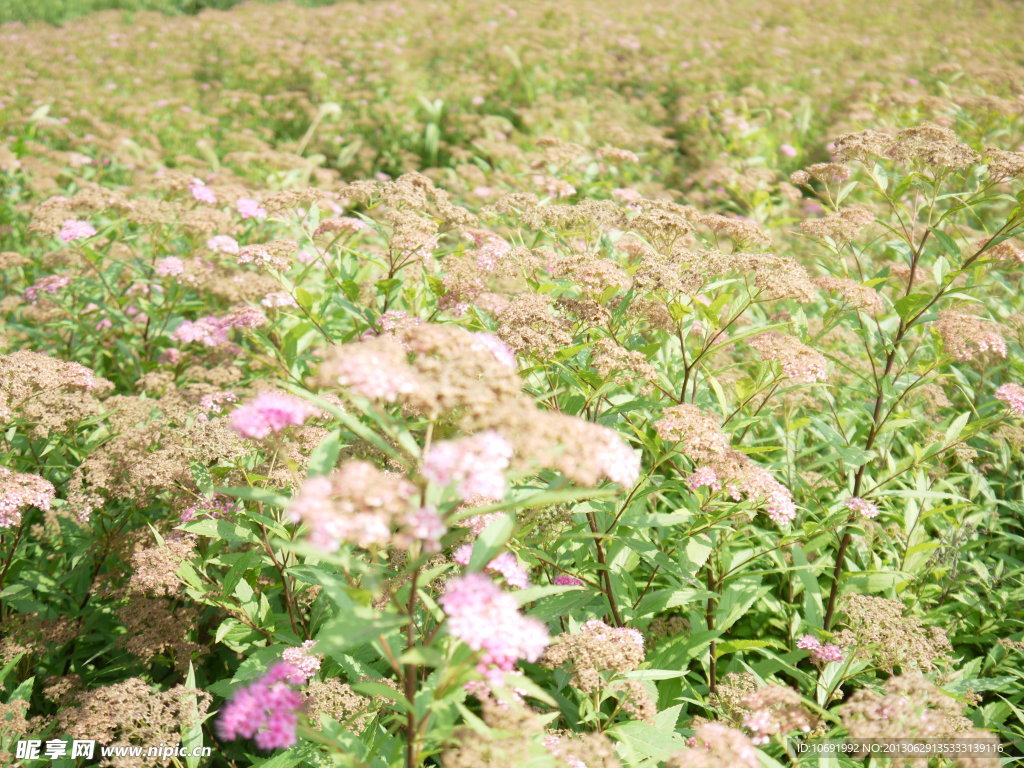 不知名野花