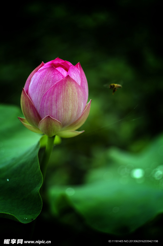 荷花