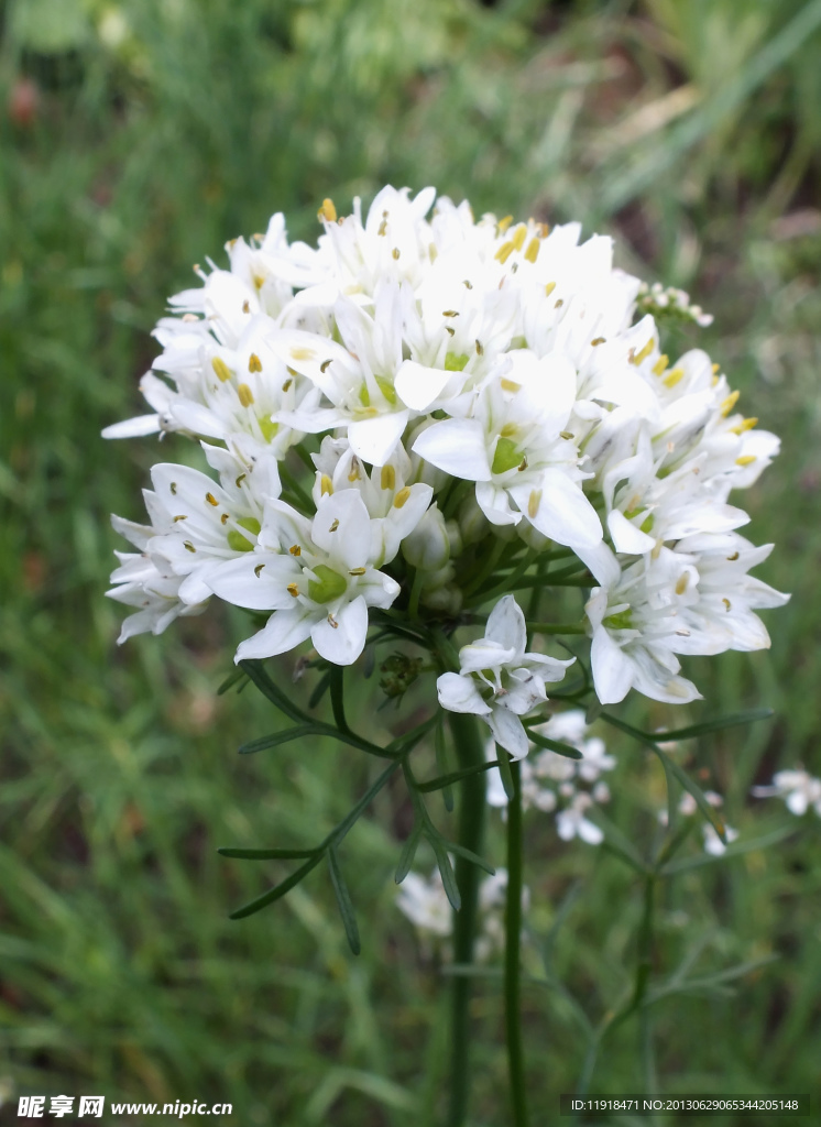 小白花