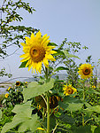 向日葵