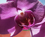 蝴蝶蓝花