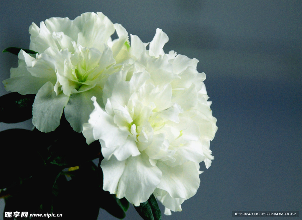 杜鹃花