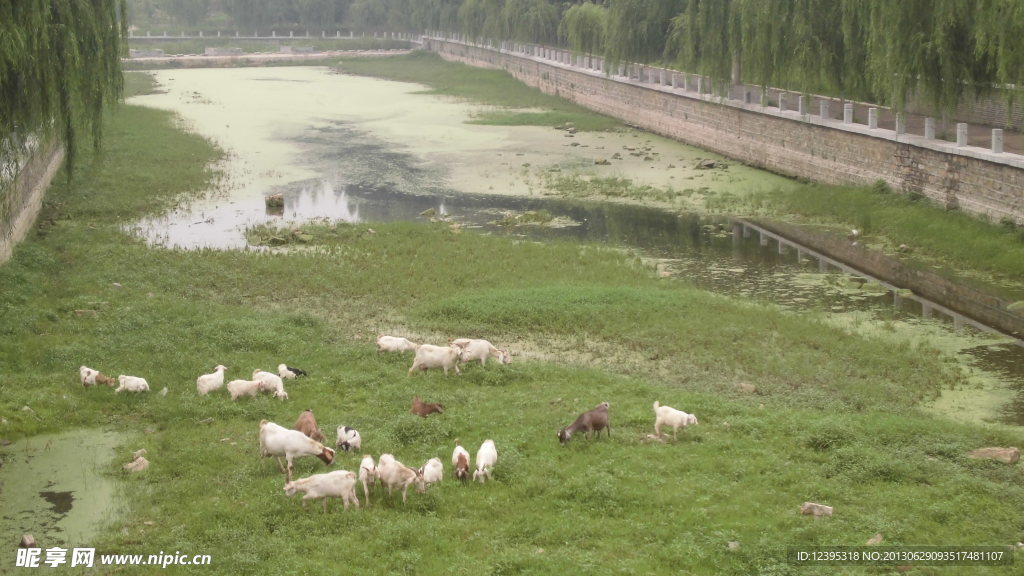 河中的草地