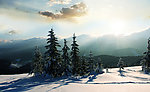 高原雪松