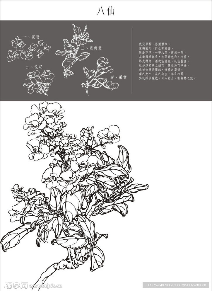 八仙工笔画