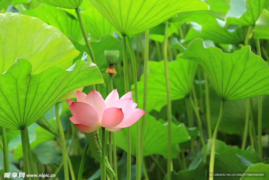 荷花