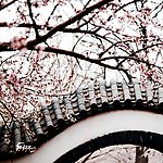 天津桃花堤
