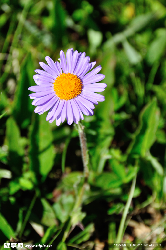 小花