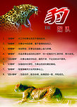 豹的团队