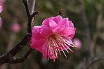 梅花