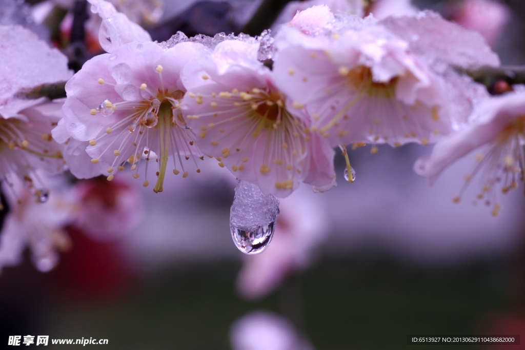 梅花