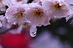 梅花