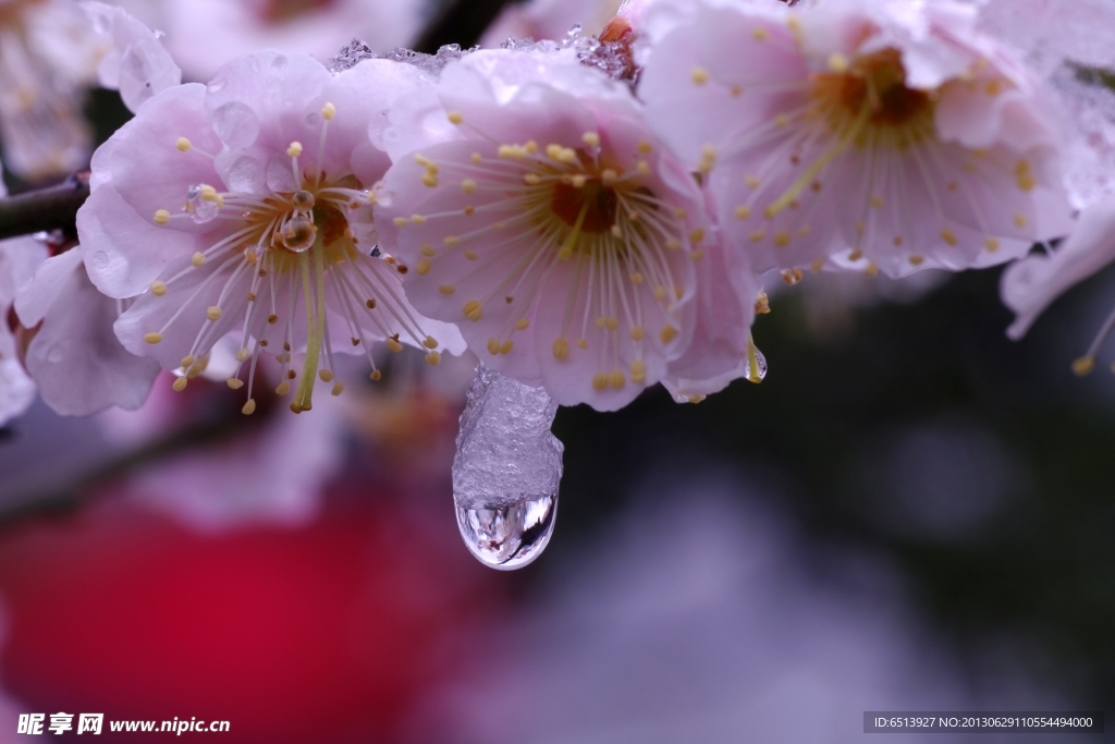 梅花