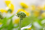 小花