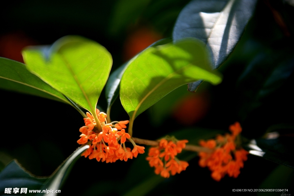 桂花