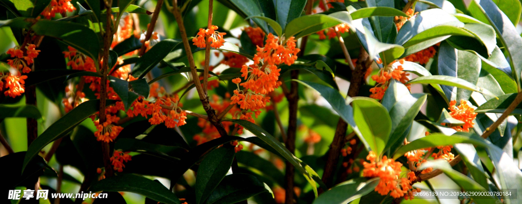 桂花