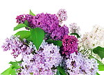 丁香花