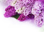 丁香花