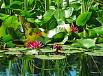 莲花