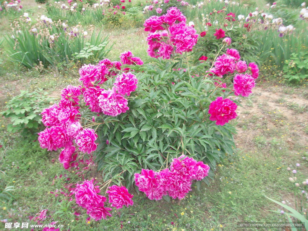 芍药花