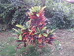植物