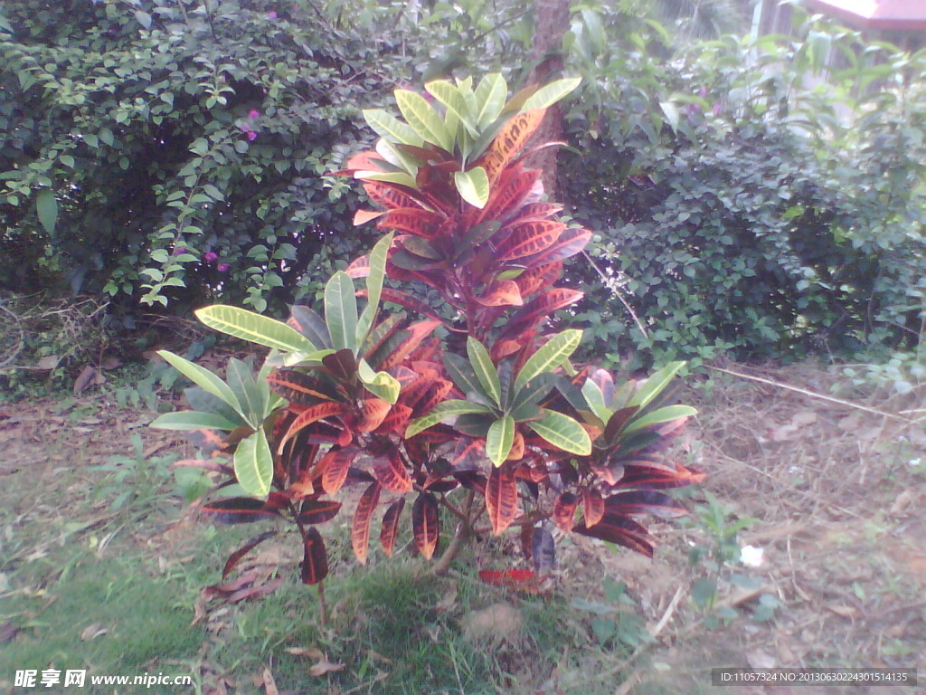 植物