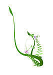 花边