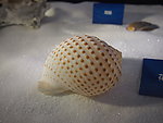 斑点海螺