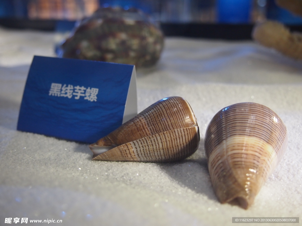 黑线芋螺