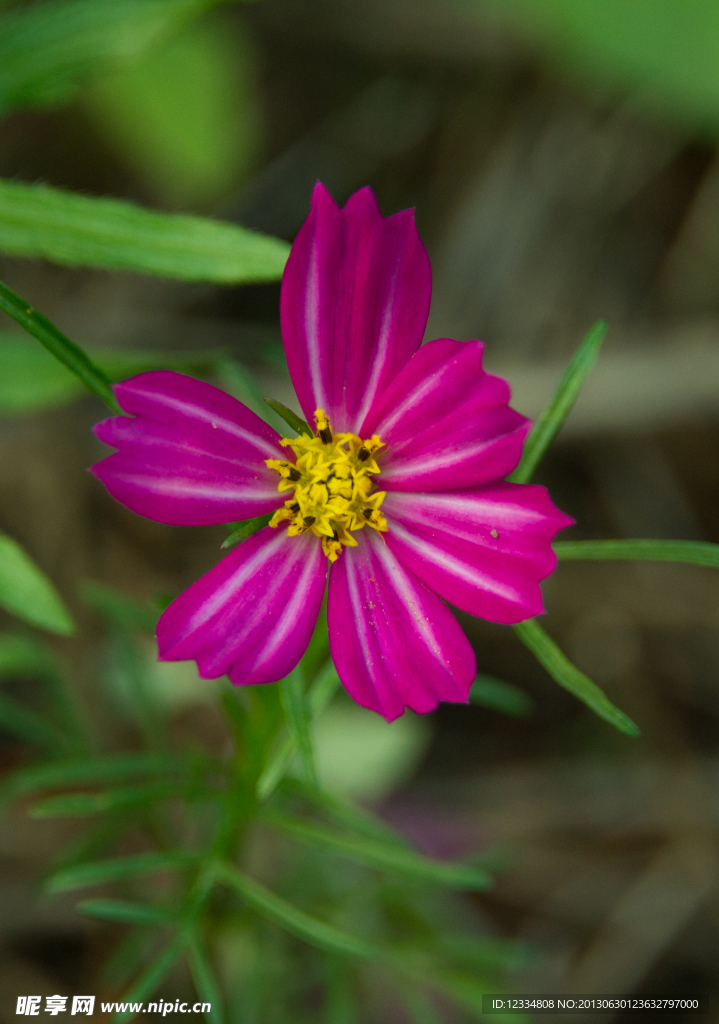 格桑花