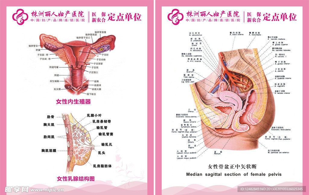 妇科解剖图