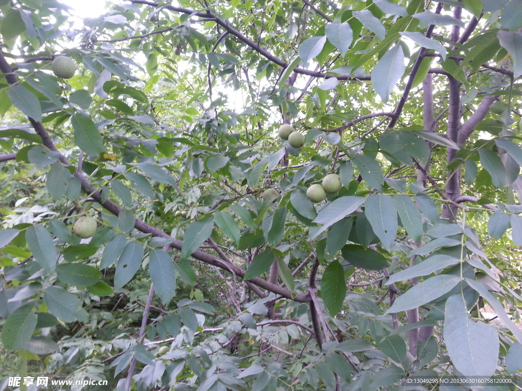 枝头核桃