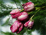 鲜花