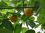 红杏