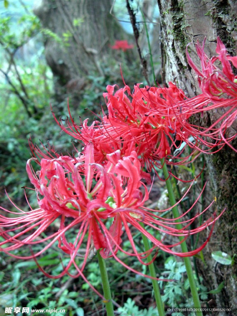 彼岸花