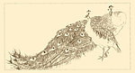 白描孔雀