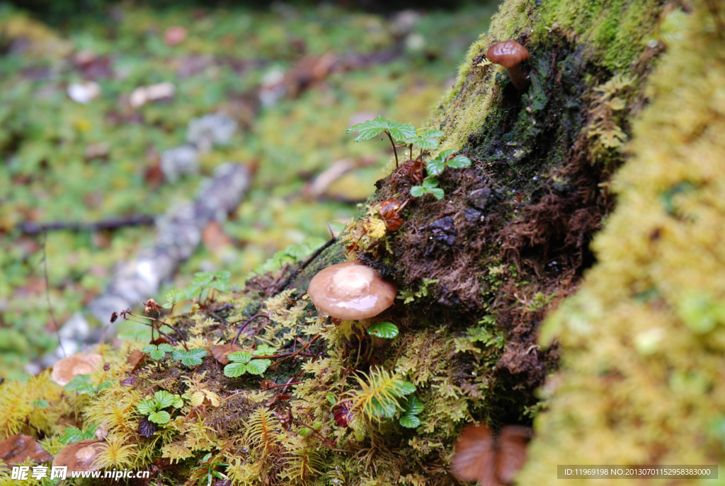 香格里拉野生蘑菇