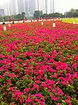 红花