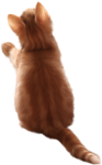 小猫
