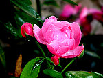 月季花