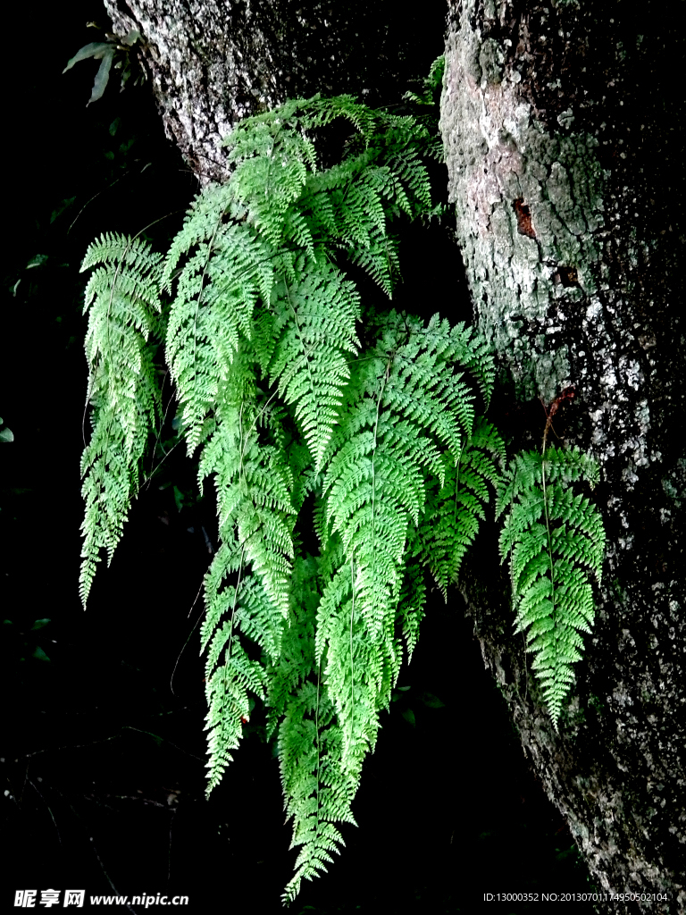 自然植物