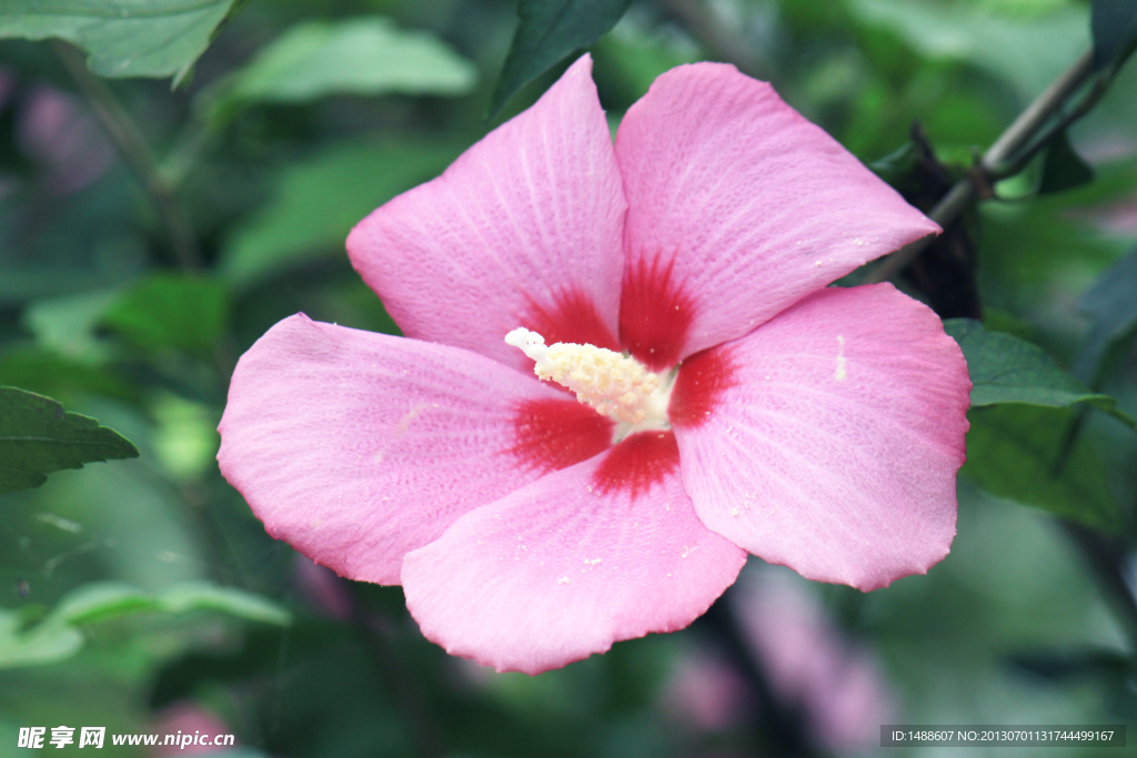 小花