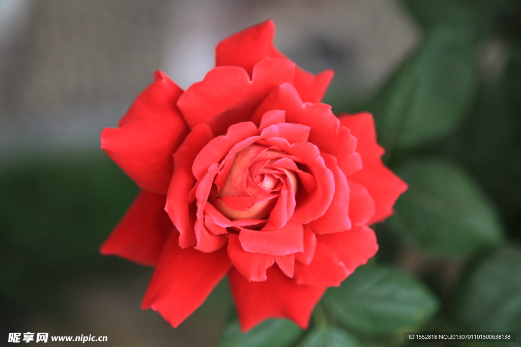 月季花